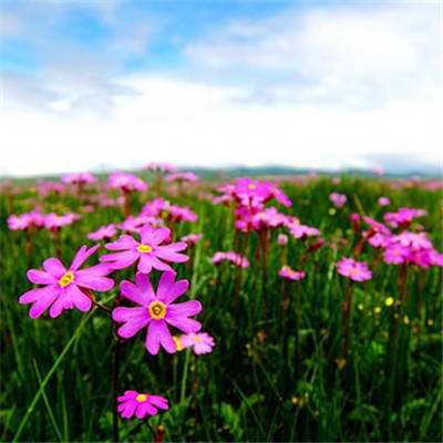 棋牌娱乐www官方网址入口截图